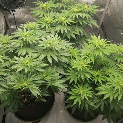 California Orange  growlog timeline photo