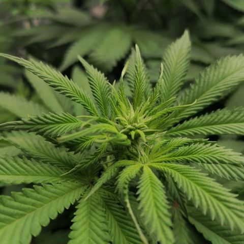 California Orange  growlog timeline photo