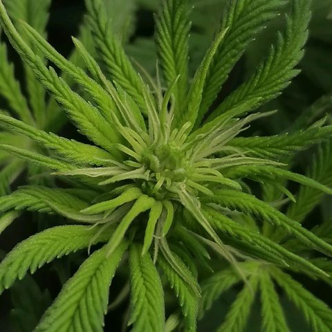 California Orange  growlog timeline photo