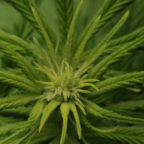 California Orange  growlog timeline photo