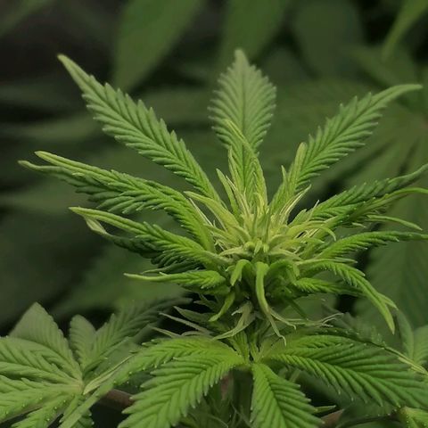 California Orange  growlog timeline photo