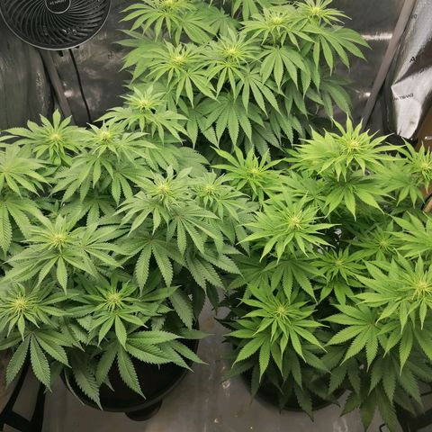 California Orange  growlog timeline photo
