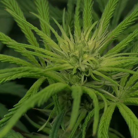 California Orange  growlog timeline photo