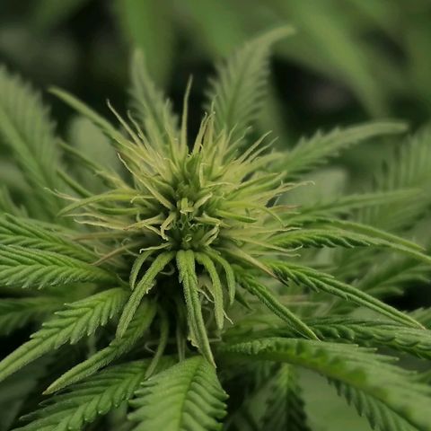 California Orange  growlog timeline photo