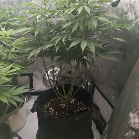 California Orange  growlog timeline photo