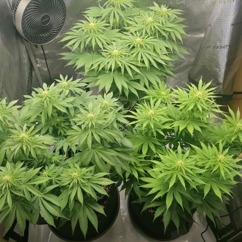 California Orange  growlog timeline photo
