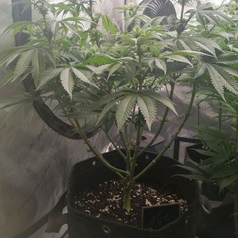 California Orange  growlog timeline photo