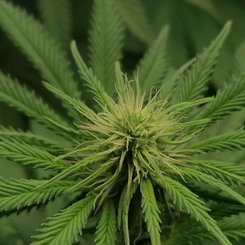 California Orange  growlog timeline photo