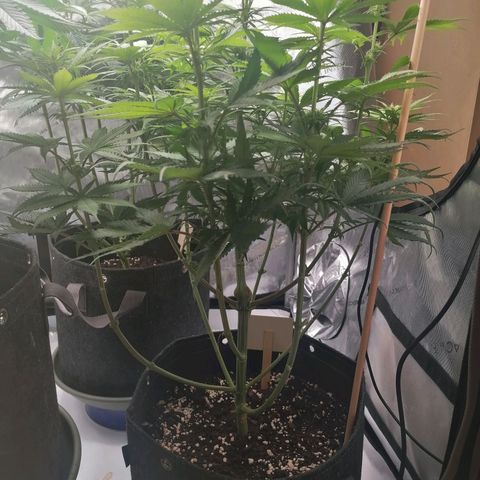 California Orange  growlog timeline photo