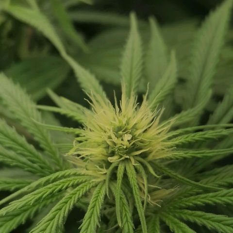 California Orange  growlog timeline photo