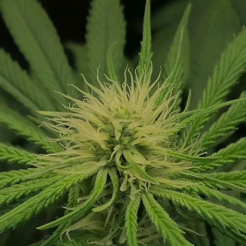 California Orange  growlog timeline photo