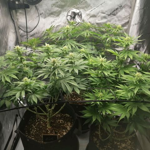 California Orange  growlog timeline photo