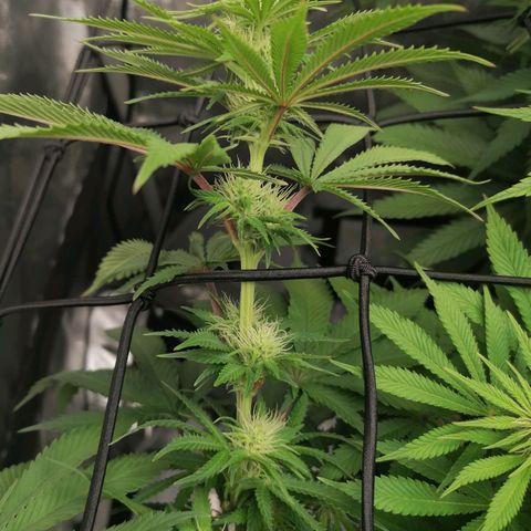 California Orange  growlog timeline photo