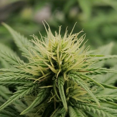 California Orange  growlog timeline photo