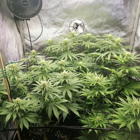 California Orange  growlog timeline photo