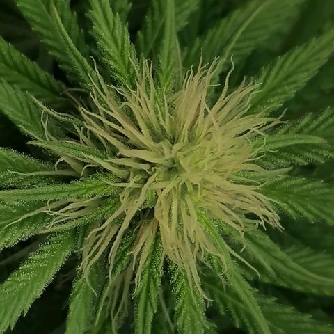 California Orange  growlog timeline photo
