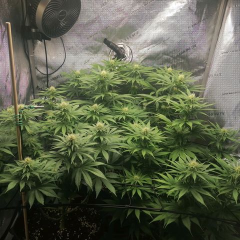 California Orange  growlog timeline photo