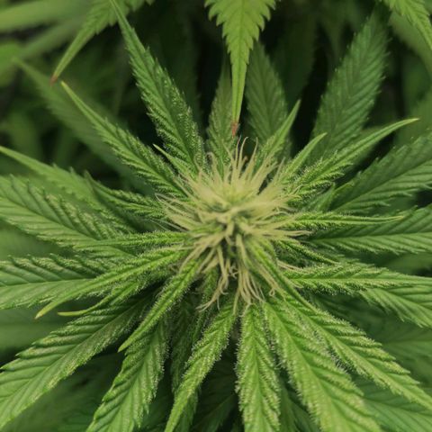 California Orange  growlog timeline photo