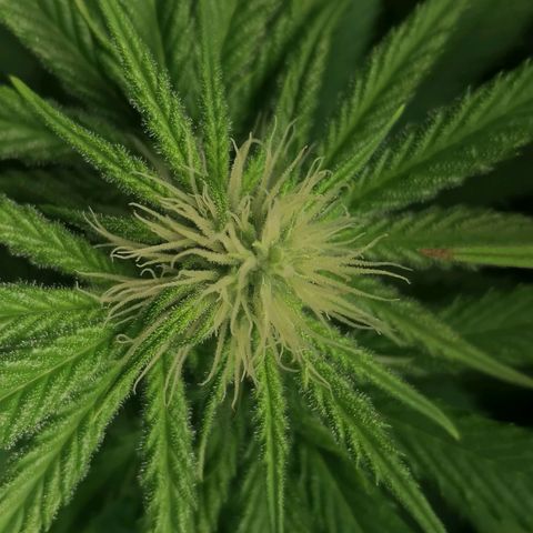 California Orange  growlog timeline photo