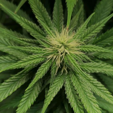 California Orange  growlog timeline photo
