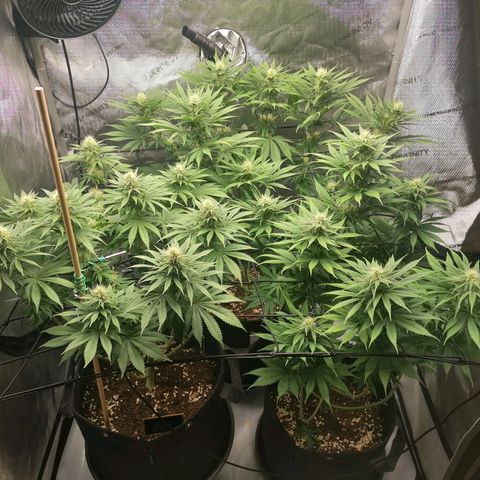 California Orange  growlog timeline photo