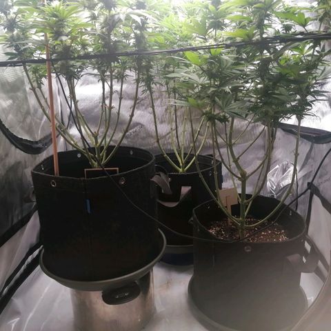 California Orange  growlog timeline photo