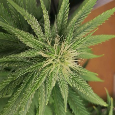 California Orange  growlog timeline photo