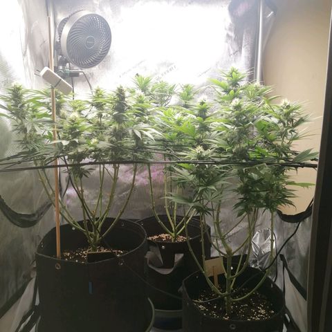 California Orange  growlog timeline photo