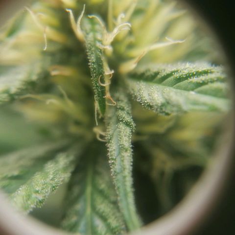 California Orange  growlog timeline photo