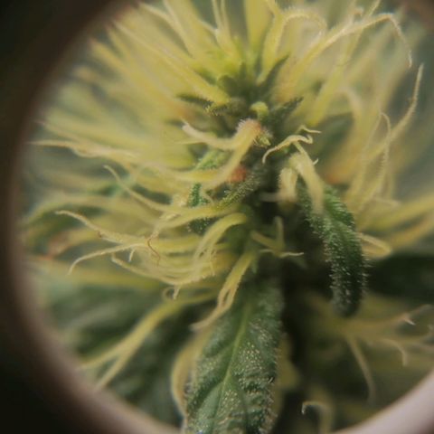 California Orange  growlog timeline photo