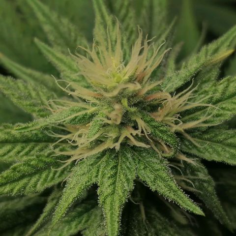 California Orange  growlog timeline photo