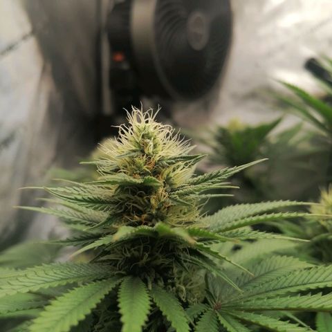 California Orange  growlog timeline photo
