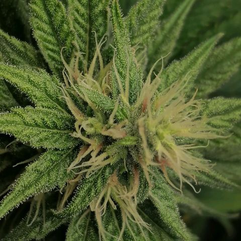 California Orange  growlog timeline photo