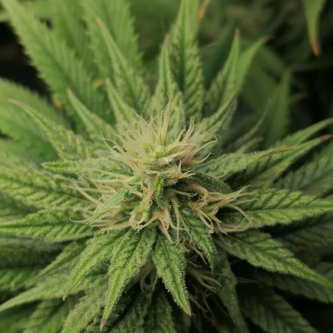 California Orange  growlog timeline photo