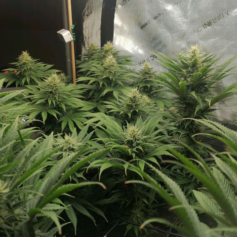 California Orange  growlog timeline photo