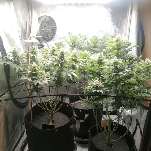 California Orange  growlog timeline photo