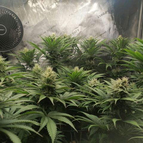 California Orange  growlog timeline photo