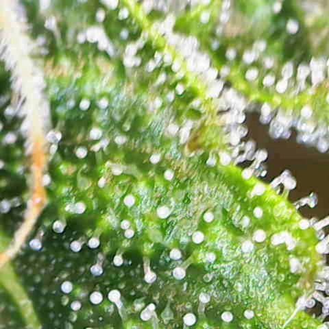 California Orange  growlog timeline photo