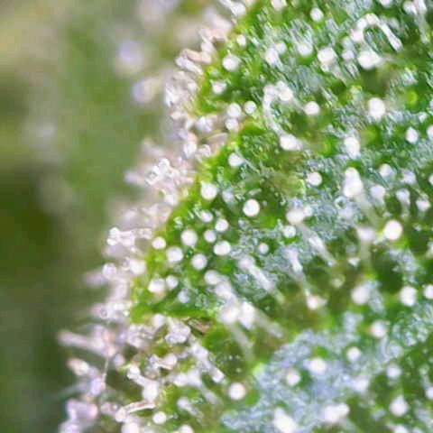 California Orange  growlog timeline photo