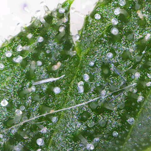 California Orange  growlog timeline photo