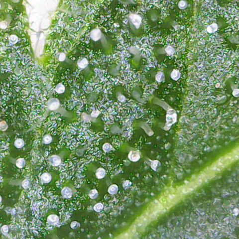 California Orange  growlog timeline photo