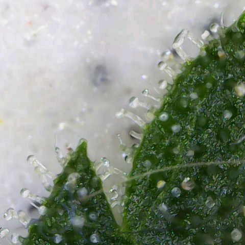 California Orange  growlog timeline photo