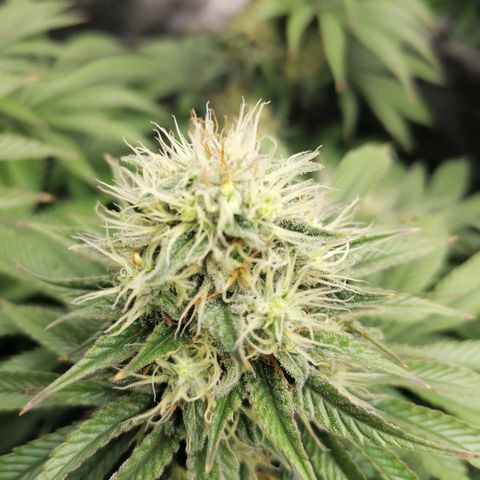 California Orange  growlog timeline photo