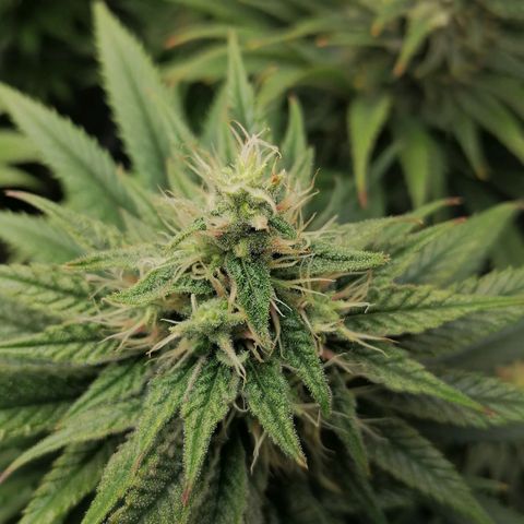 California Orange  growlog timeline photo