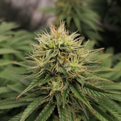 California Orange  growlog timeline photo