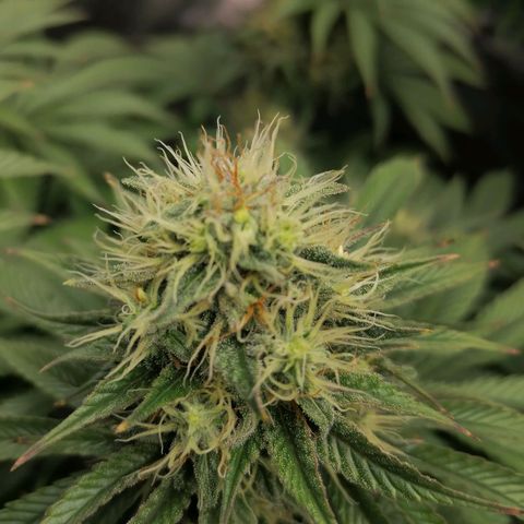 California Orange  growlog timeline photo