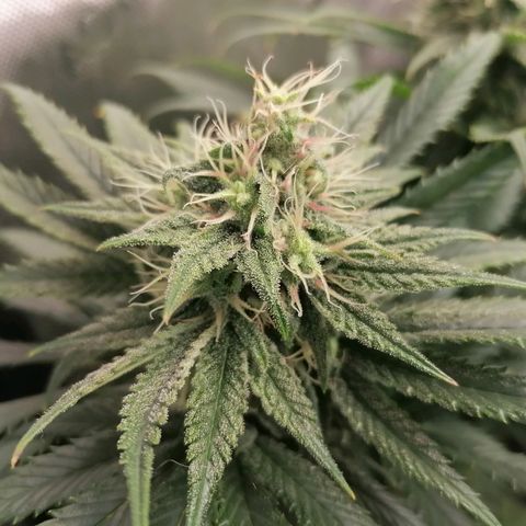 California Orange  growlog timeline photo