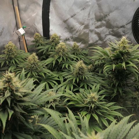 California Orange  growlog timeline photo
