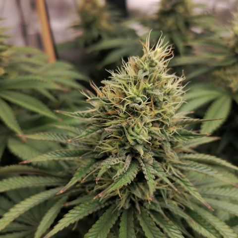 California Orange  growlog timeline photo