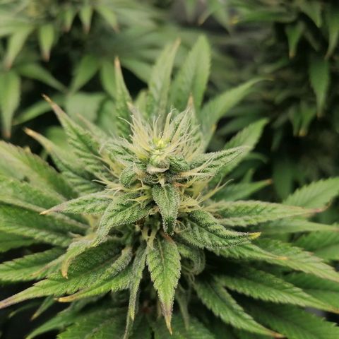 California Orange  growlog timeline photo